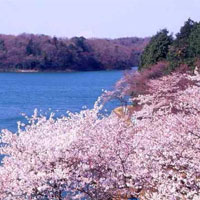 【无锡】樱花节来了 鼋头渚赏浪漫樱花 南禅寺